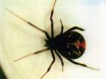 black widow